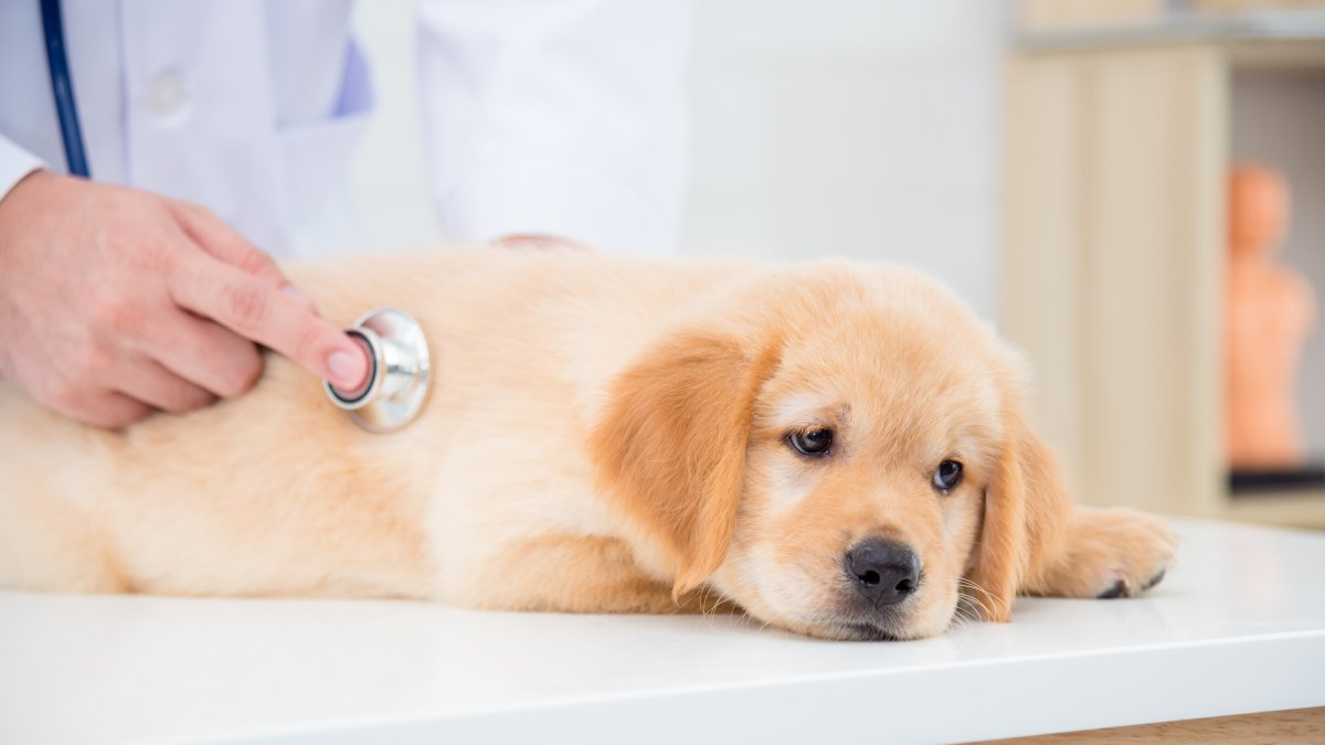 What Is Dog Flu? Symptoms To Look Out For Amid Recent Outbreaks – NBC Connecticut - Vimarsana News