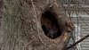 Bear Takes Up Shelter In Hole in Tree in West Hartford