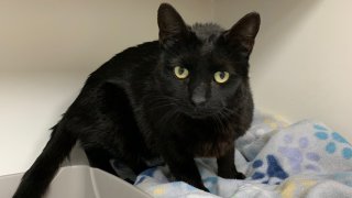 Minka the Cat at Middletown Animal Control