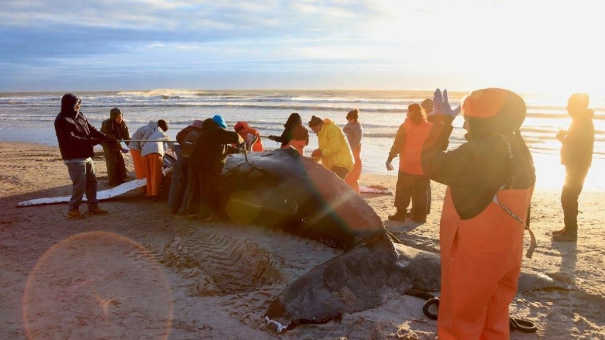 Humpback Whale That Washed Up on NJ Beach Likely Died From Vessel Strike – NBC Connecticut - Vimarsana News