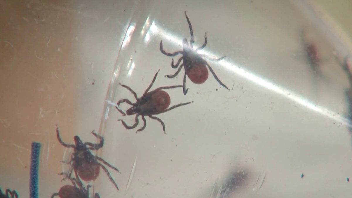 Ticks Remain Active Through WarmerThanNormal Winter NBC Connecticut