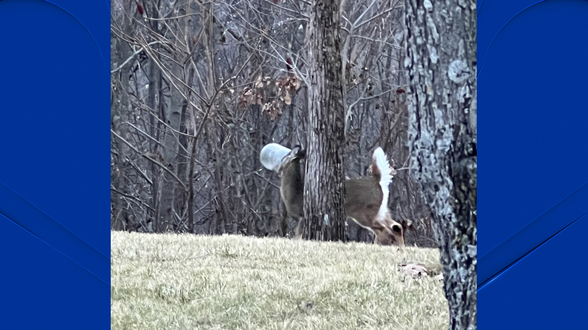 DEEP Searching for Deer With Head Stuck in Plastic Container in Naugatuck