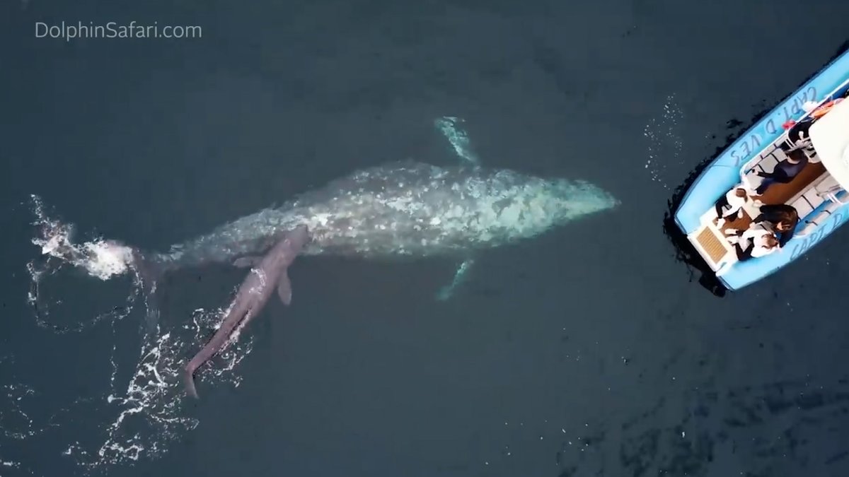 Watch: Whale Gives Birth and Shows Off Calf to Whale Watching Tour – NBC Connecticut - Vimarsana News