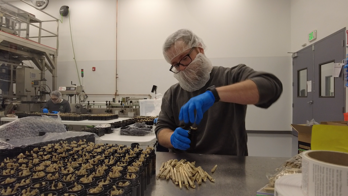 'It's the End of Prohibition': Inside Look at How Cannabis Retailers Prepare for Sales – NBC Connecticut - Vimarsana News