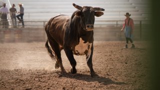 A picture of a brown and white spotted bull at a dusty rodeo. 14-year-old boy died after riding a bull at a rodeo for the first time, according to the rodeo company.