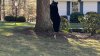 Black Bear Makes Winter Home Under Connecticut Couple's Deck