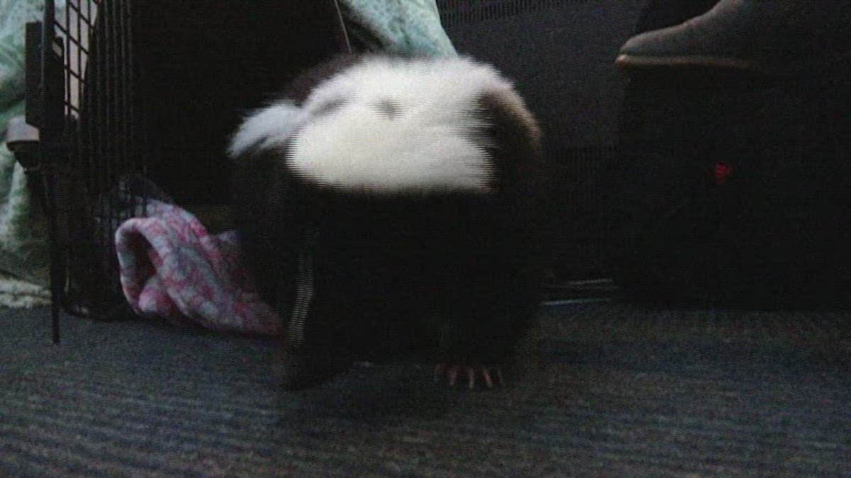 Meet Nugget the Office Skunk – NBC Connecticut - Vimarsana News