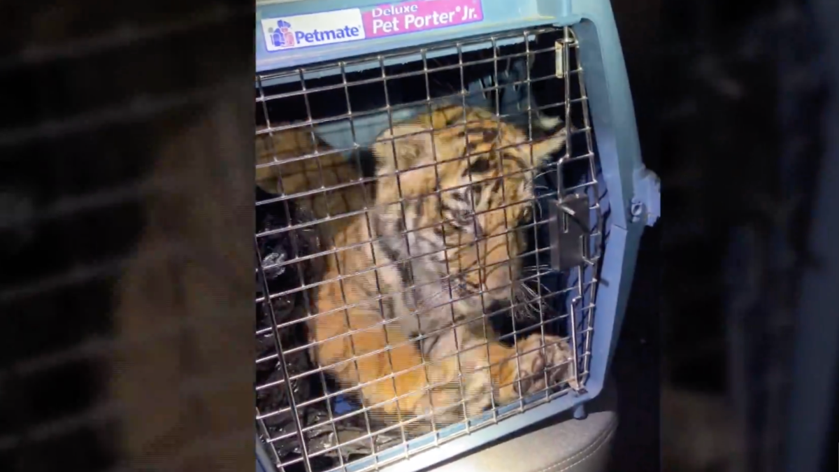 Police Find Bengal Tiger Inside Trailer Home in New Mexico – NBC Connecticut - Vimarsana News