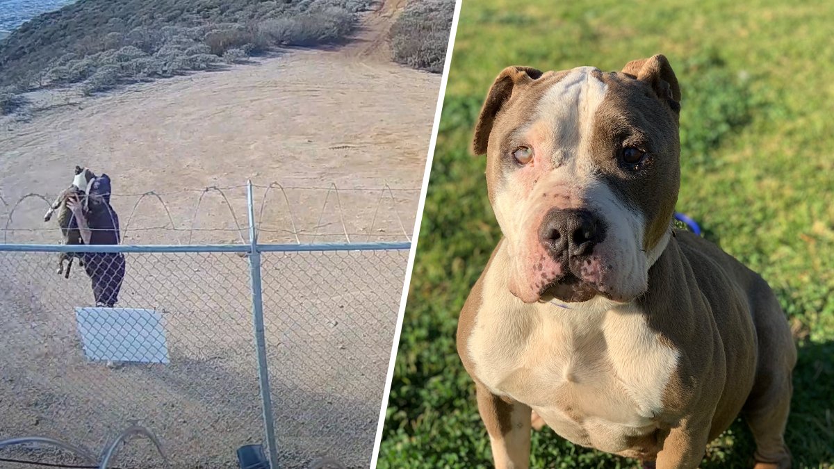 Video: Dog Miraculously Unharmed After Man Tosses It Over Fence – NBC Connecticut - Vimarsana News
