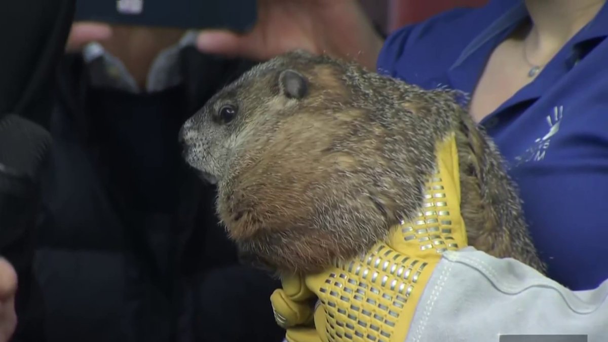 CT Animals Take Part in Groundhog Day Predictions NBC Connecticut