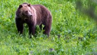 US May Lift Protections for Grizzly Bears Near Yellowstone and Glacier National Parks