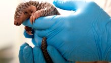 A keeper holds a baby Chinese pangolin for it to be weighed at the Prague Zoo, Czech Republic, Thursday, Feb. 23, 2023. 