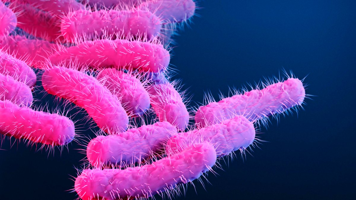 CDC Warns of Rise in Drug-Resistant Stomach Bug – NBC Connecticut - Vimarsana News