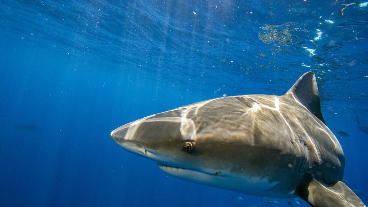 Florida Still World's Shark Bite Capital: How Many Happened in 2022? – NBC Connecticut - Vimarsana News
