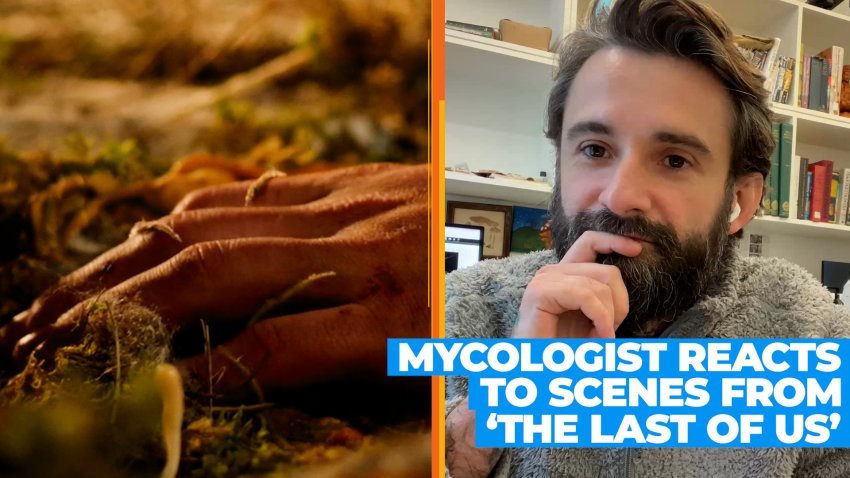 Mycologist Reacts to Scenes From 'The Last of Us'