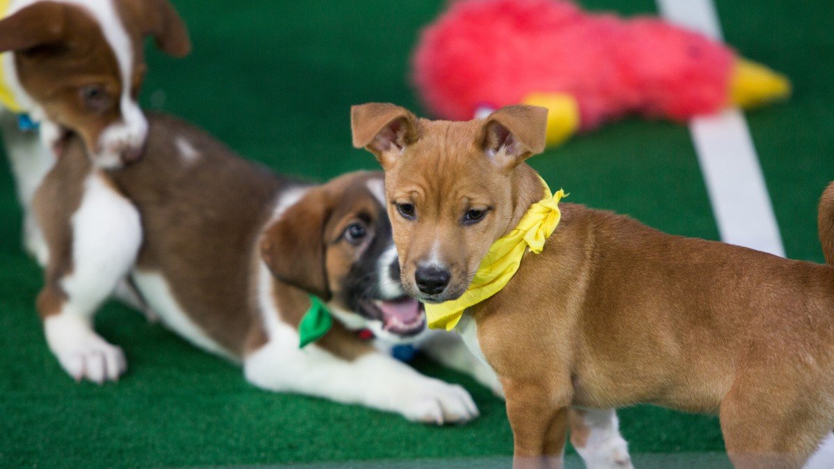 Beagle Rescued From Puppy Mill to Compete in 'Puppy Bowl' – NBC Connecticut - Vimarsana News