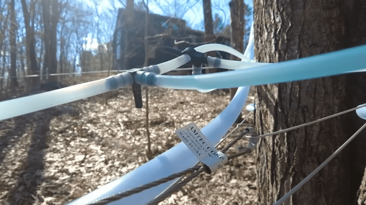 Cts Maple Syrup Producers Seeing Early Start To Production Because Of Mild Winter Nbc Connecticut 3055