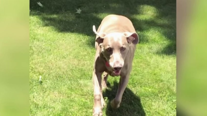 Animal Stories – NBC Connecticut Animal Stories – NBC Connecticut