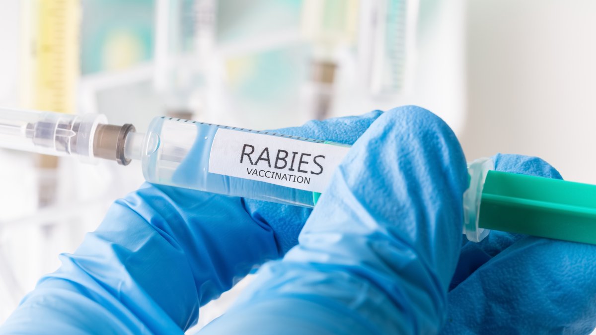 Health district issues warning after bat tests positive for rabies in East Lyme