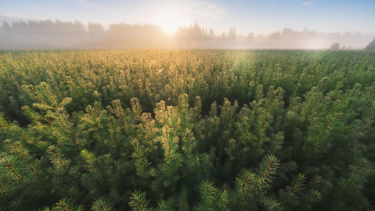 Mast Reforestation Is Using Drones, Nurseries and Carbon Offsets to Revitalize Land After Wildfires - Vimarsana News
