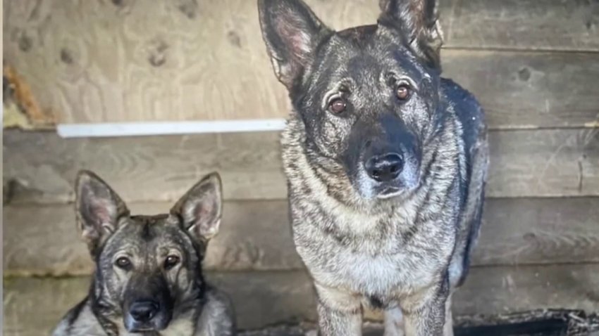 Judge Denies Special Program for Hunter Accused of Killing 2 Dogs in Ridgefield