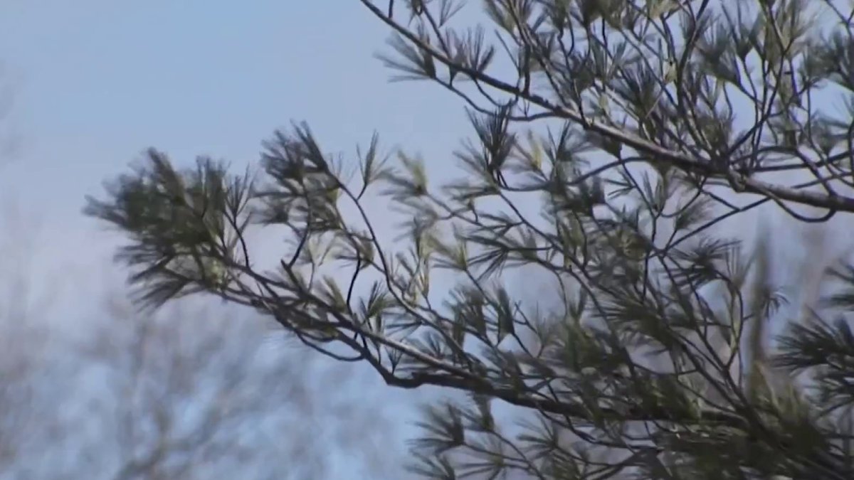 Allergy Season Is Expected to Make an Early Impact NBC Connecticut