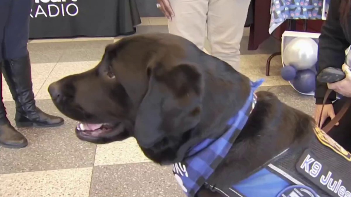K9 Comfort Dog Celebrates Birthday at SCSU With Help From Friends NBC Connecticut