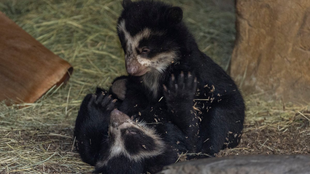 San Diego Zoo Welcomes Twin Andean Bear Cubs – NBC Connecticut - Vimarsana News