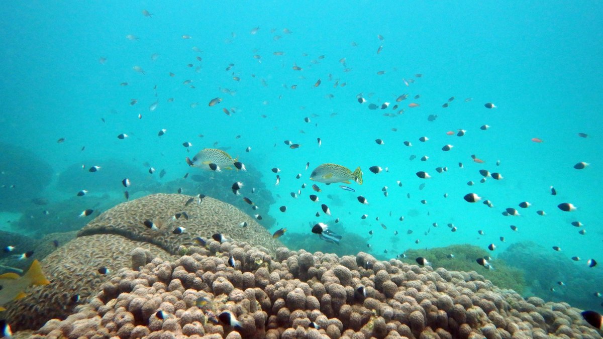 U.N. Creates Treaty to Protect Marine Life on High Seas – NBC Connecticut - Vimarsana News