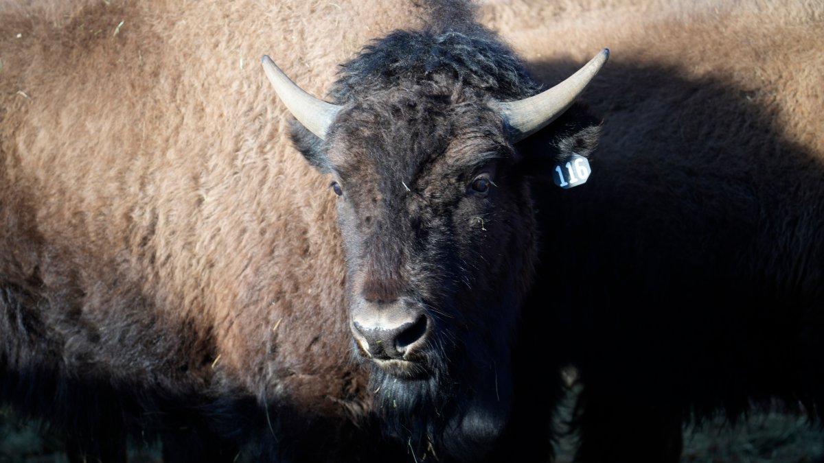 US Reintroduces Bisons to Native Lands in Oklahoma, Colorado – NBC Connecticut - Vimarsana News