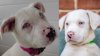 Twin Puppies Rescued From High Kill Shelter Are Looking for Their Forever Home