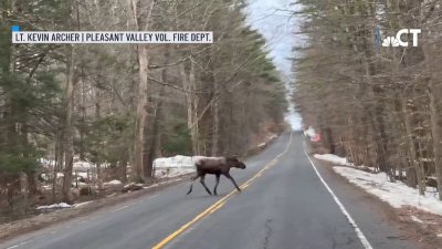 Two Moose Spotted in Barkhamsted