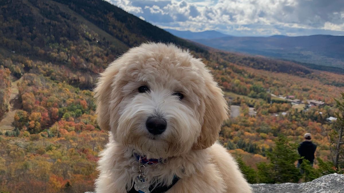 Your Photos: Celebrating National Puppy Day in CT!