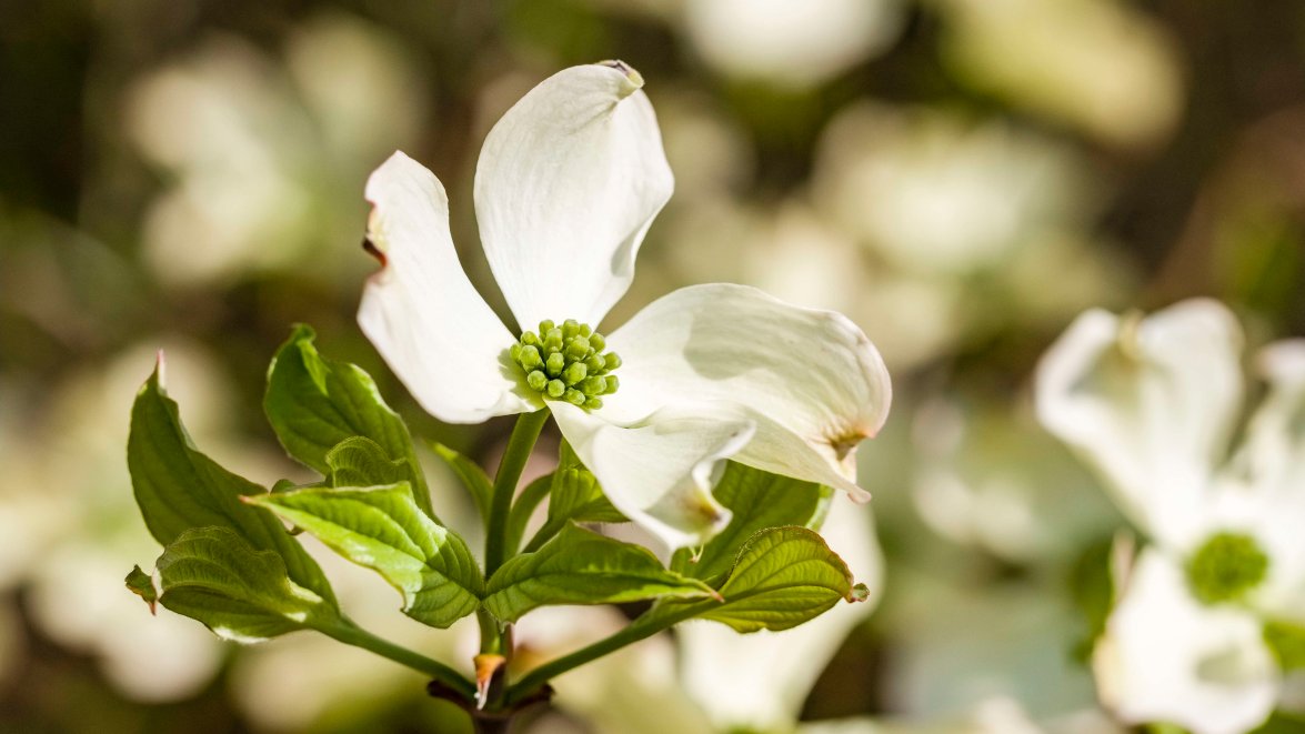 When and where to see spring blossoms in CT – NBC Connecticut