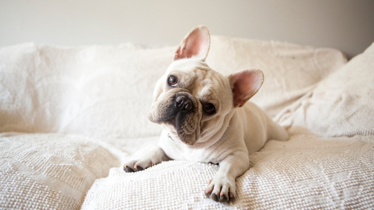 America Kennel Club Announces Most Popular Dog Breed in US – NBC Connecticut - Vimarsana News