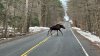 Two Moose Caught on Camera in Barkhamsted