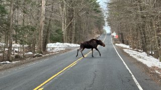 One of two moose spotted in Barkhamsted by Lt. Archer