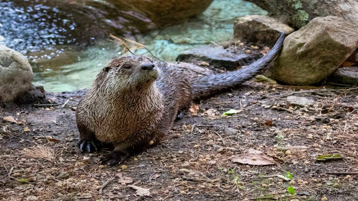 Beardsley Zoo Announces Unexpected Death of River Otter - Vimarsana News