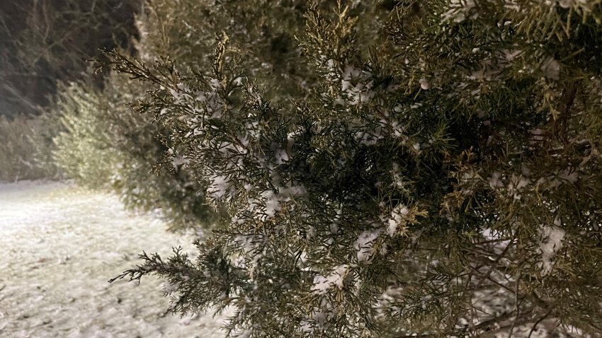 Snow coats a tree in Torrington on March 3, 2022.