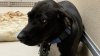 Dog Abandoned Overnight in East Hartford Park: Animal Control