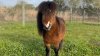 Oh, Hay: Pony Charged With Resisting Arrest After Leading Police on Low-Speed Chase
