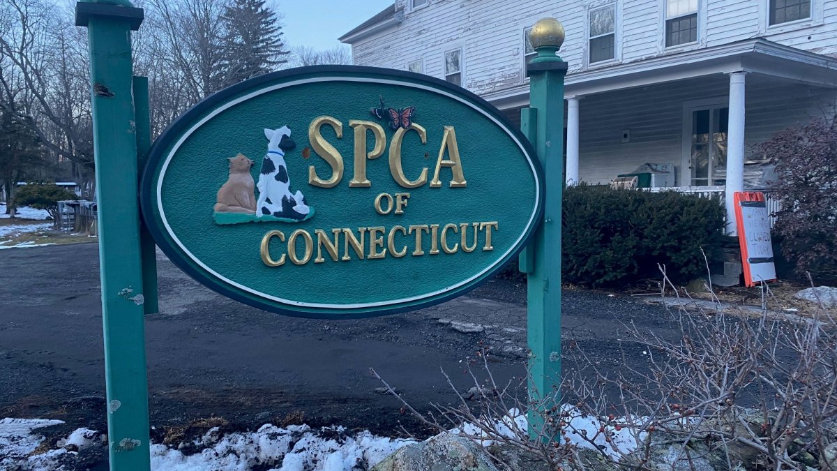 Homes Needed for Cats, Dogs Before Animal Shelter in Monroe Closes – NBC  Connecticut
