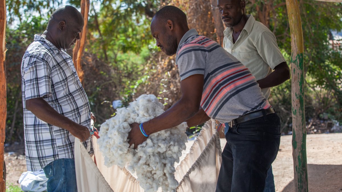 How Timberland, Vans, VF Corp. Are Making Sure Their Cotton Isn't 'Greenwashed' – NBC Connecticut - Vimarsana News