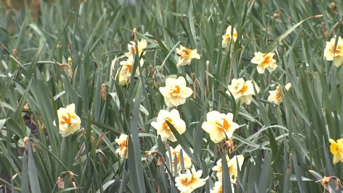 Meriden Daffodil Festival Happening Rain Or Shine NBC Connecticut