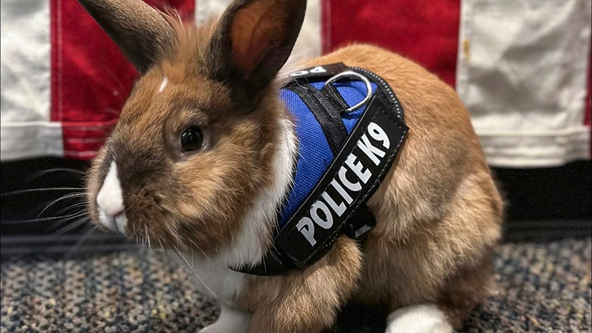 California Police Department Hires Bunny as Officer – NBC Connecticut - Vimarsana News
