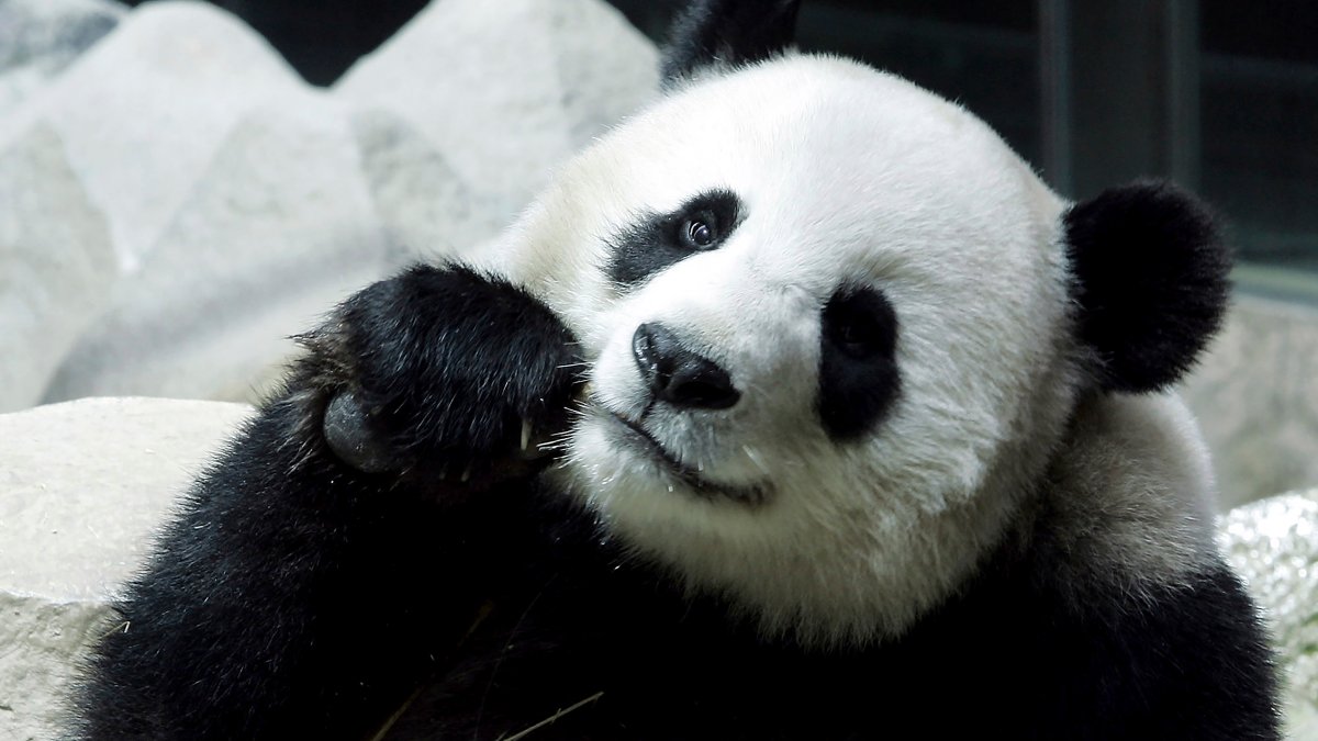 Giant Panda Lin Hui Dies in Thailand – NBC Connecticut - Vimarsana News