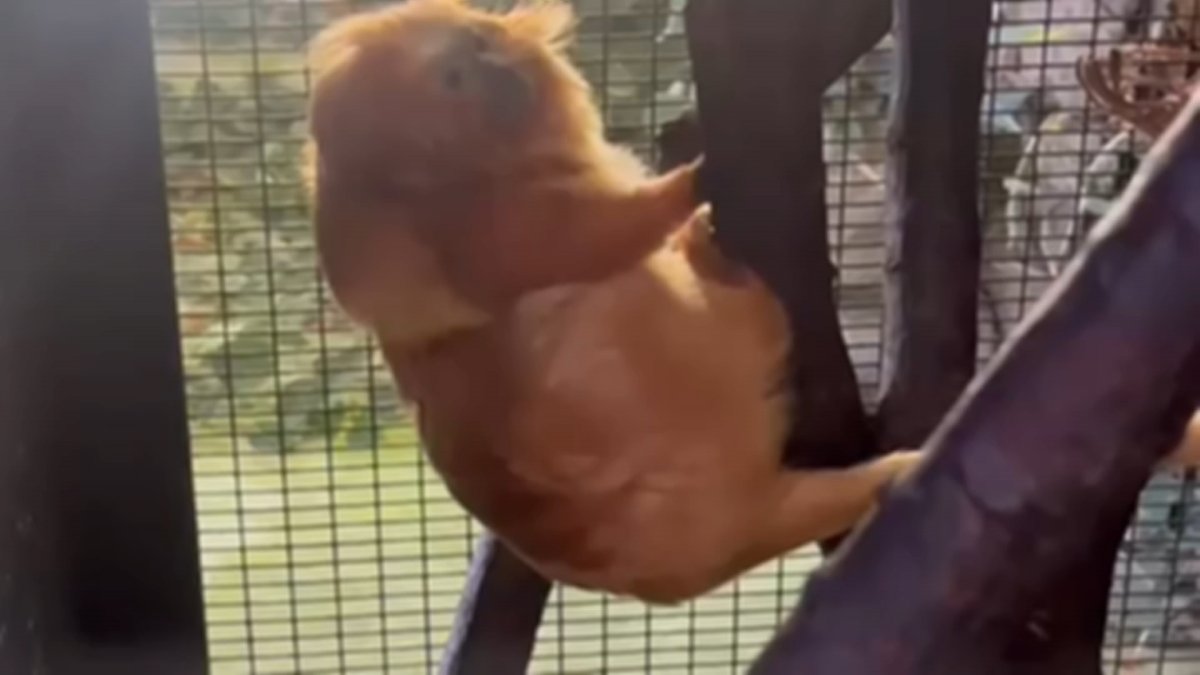 RWP ZOO WELCOMES A NEW GOLDEN LION TAMARIN BABY