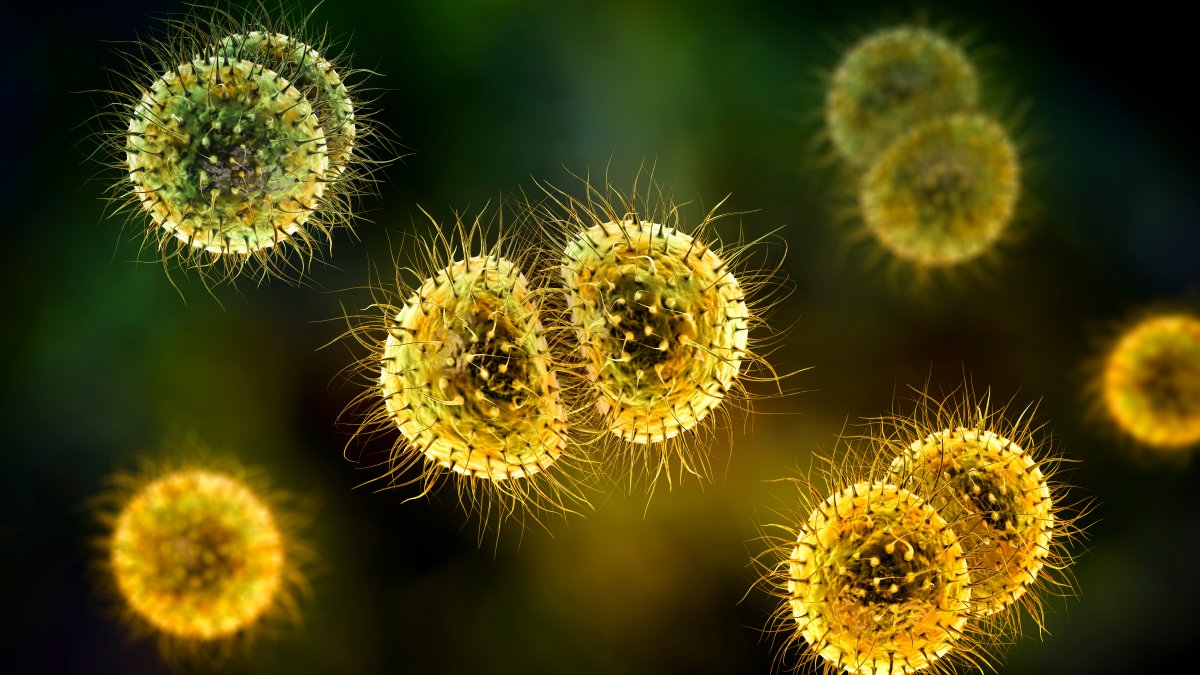 A Look at Bacterial Meningitis After Teacher's Death – NBC Connecticut - Vimarsana News