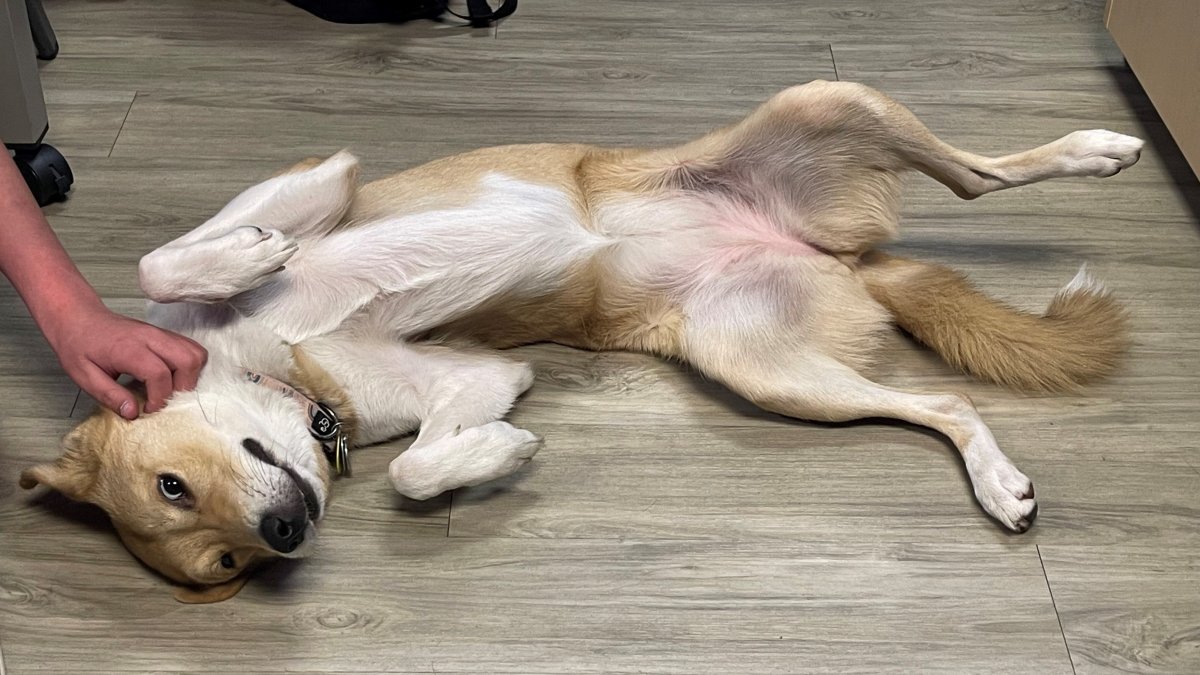 Texas Dog Survives Mistreatment and Becomes Therapy Dog for Kids – NBC Connecticut - Vimarsana News