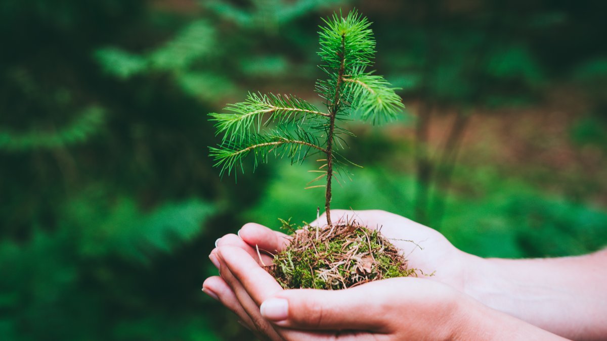 How to Celebrate Earth Day 2023 in Connecticut – NBC Connecticut - Vimarsana News